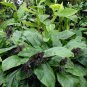 Black Bat Flower Plant Tropical Tacca chantrieri - 8 Seeds