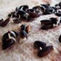 Heirloom "Forbidden" Black Rice Plant Seeds Organic Oryza sativa - 150 Seeds