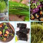 Heirloom Black "Forbidden" Rice Plant Organic Seeds Oryza sativa - 150 Seeds