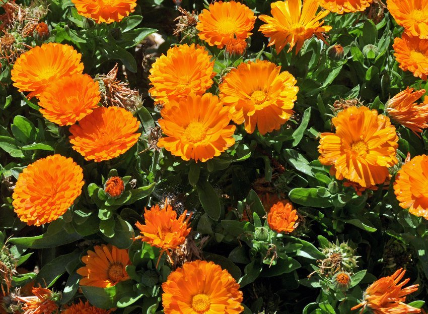 calendula plants for sale near me