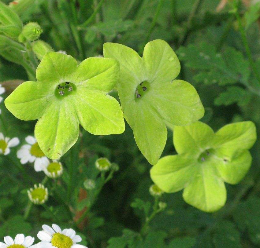 Beautiful Chartreuse Lime Green Trumpets Nicotiana alata - 100 Seeds