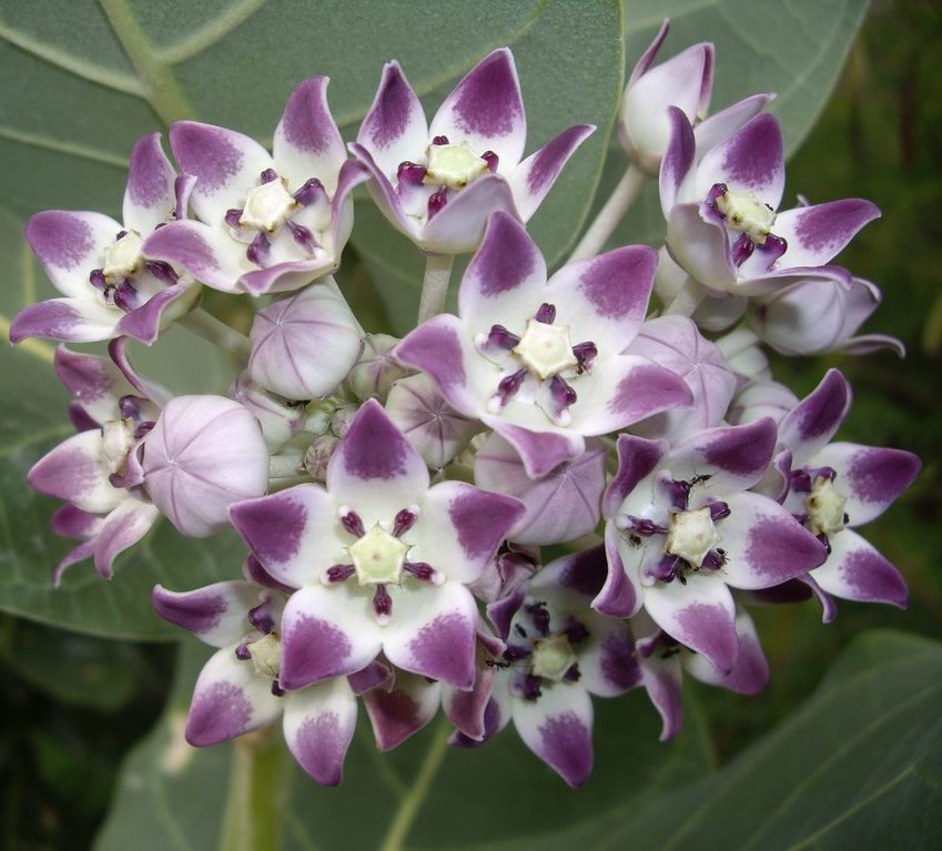 Tropical Milkweed Tree Asclepias Calotropis procera - 10 Seeds