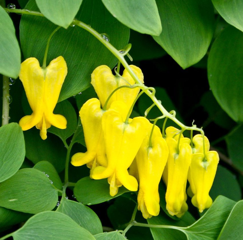 Rare Yellow Bleeding Heart Vine Dicentra scandens 25 Seeds