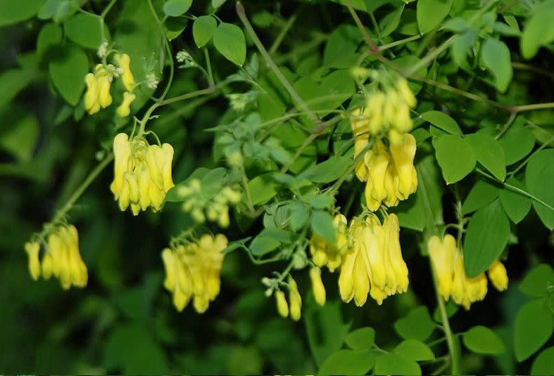 Rare Yellow Bleeding Heart Vine Dicentra Scandens 25 Seeds