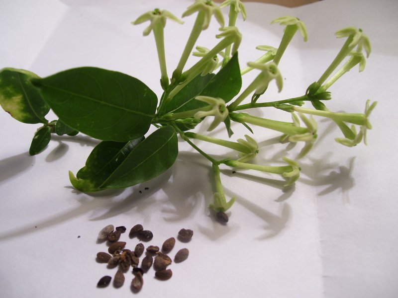 Fragrant NightBlooming Jasmine Cestrum nocturnum 15 Seeds