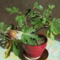 Fruiting Fig Assortment Ficus carica - 6 Unrooted Cuttings