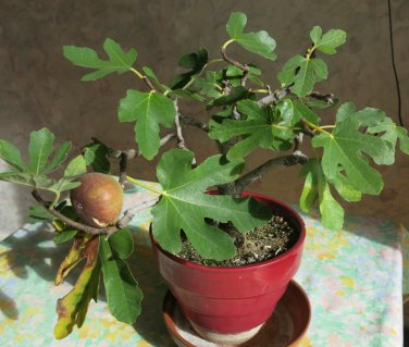Cuttings! Assorted Fruiting Fig Ficus carica - 6 Unrooted Cuttings