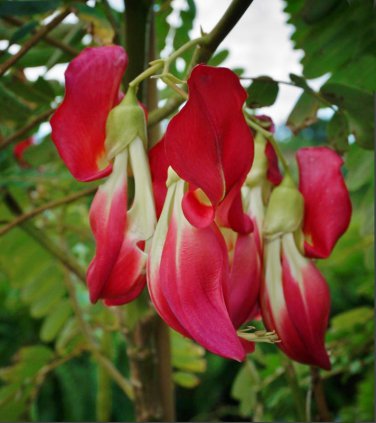 Scarlet Hummingbird Tree Corkwood Sesbania Grandiflora - 10 Seeds