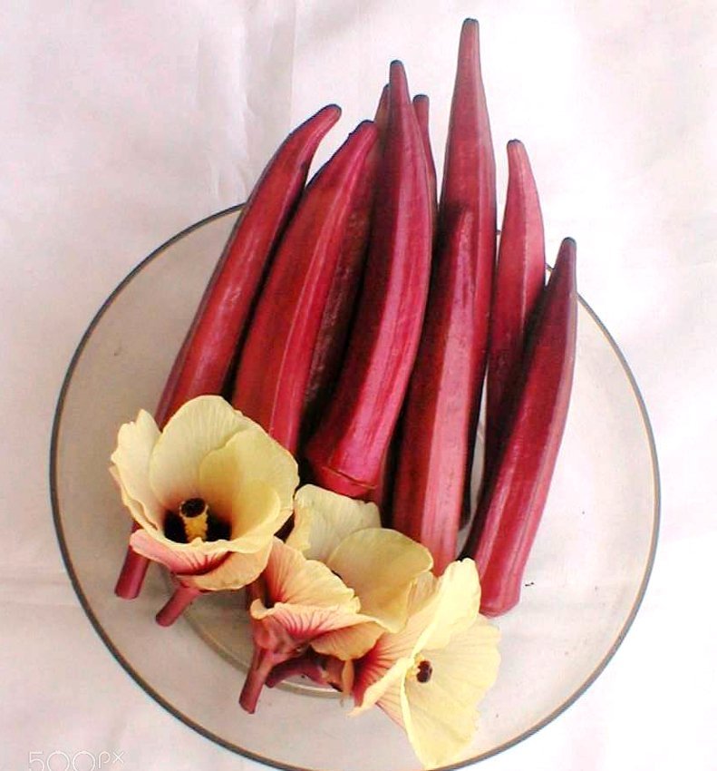 Organic Burgundy Red Okra Abelmoschus esculentus - 150 Seeds