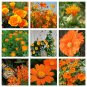 Tangerine and Orange Shades Monochromatic Flower Seed Collection - 9 Varieties