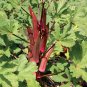 Organic Southern Red Okra Abelmoschus esculentus - 100 Seeds