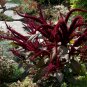Goth Garden Amaranth 'Joker' Amaranthus paniculatus - 100 Seeds