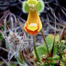 Darwin's Slipper Flower Rare Calceolaria fothergillii - 15 Seeds