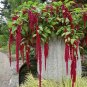 Red Love Lies Bleeding OG Amaranth Amaranthus caudatus - 150 Seeds