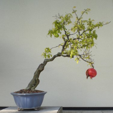 Bonsai Dwarf Pomegranate Fruit Punica granatum - 25 Seeds