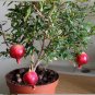 Bonsai Dwarf Pomegranate Fruit Punica granatum - 25 Seeds