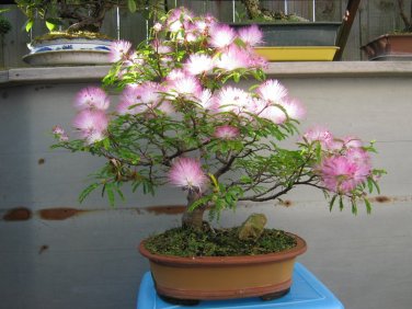 Bonsai Southern Mimosa Silk Tree Albizia julibrissin - 15 Seeds