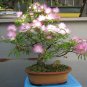 Bonsai Southern Mimosa Silk Tree Albizia julibrissin - 15 Seeds