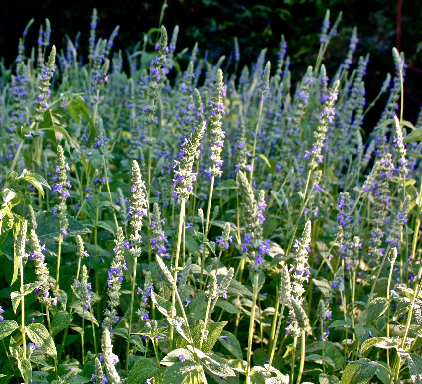 Organic Purple Chia Plant Salvia hispanica - 2 Gram Seeds