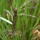 Heirloom Black "Forbidden" Rice Plant Organic Seeds Oryza sativa - 150 Seeds