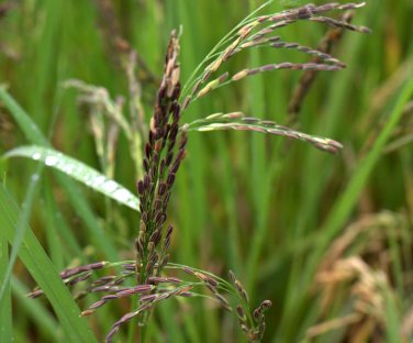 Heirloom Black "Forbidden" Rice Plant Organic Seeds Oryza sativa - 150 Seeds