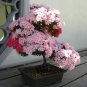 Bonsai Royal Azalea Mixed Rhododendron schlippenbachii - 20 Seeds