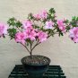 Bonsai Korean Azalea Rhododendron Yedoense - 20 Seeds