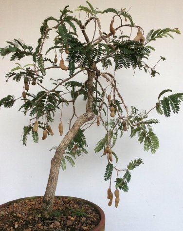 Bonsai Tamarind Tamarindus indica - 8 Seeds
