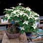 Bonsai White Dogwood Cornus Kousa  - 20 Seeds