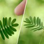 Bonsai Sensitive Plant Shy or Shame Plant Mimosa Pudica - 40 Seeds