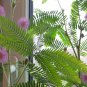 Bonsai Sensitive Plant Shy or Shame Plant Mimosa Pudica - 40 Seeds