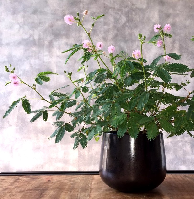 Bonsai Sensitive Plant Shy or Shame Plant Mimosa Pudica - 25 Seeds