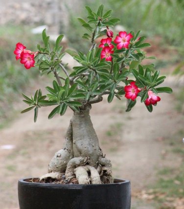 Bonsai Mixed Desert Rose Adenium - 8 Seeds