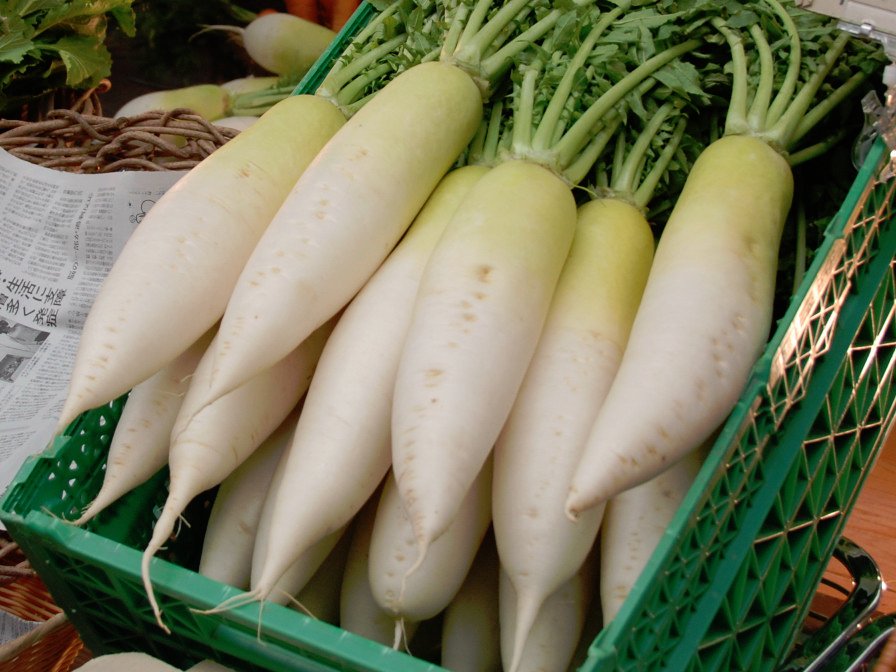 Giant Asian Daikon White Radish Raphanus sativus - 150 Seeds