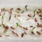Bonsai Mixed Desert Rose Adenium - 8 Seeds