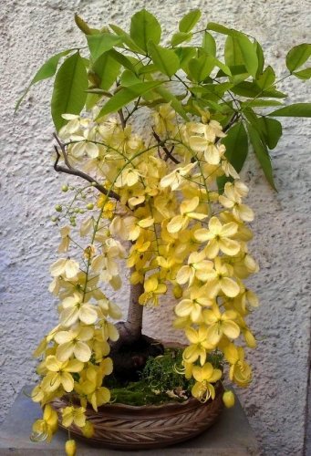 Bonsai Gold Shower Tree Cassia fistula - 8 Seeds