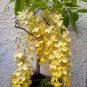 Bonsai Gold Shower Tree Cassia fistula - 8 Seeds
