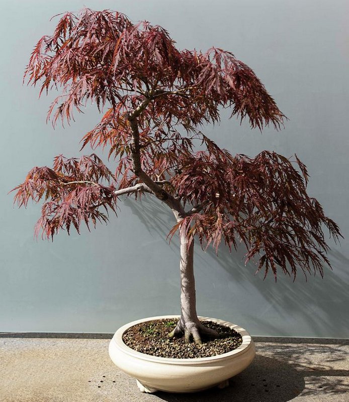 Bonsai Red Fringed Japanese Maple Acer Palmatum Dissectum - 20 Seeds