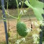 Fragrant Native Ornamental Wild Cucumber Echinocystis lobata - 8 Seeds