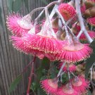 Weeping Pink Silver Princess  Eucalyptus caesia  - 25 seeds