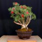 Bonsai Bottlebrush Crimson Red Callistemon citrinus - 50 Seeds