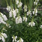Obedient Plant Showy White Physostegia virginiana alba - 80 Seeds