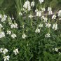 Obedient Plant Showy White Physostegia virginiana alba - 80 Seeds