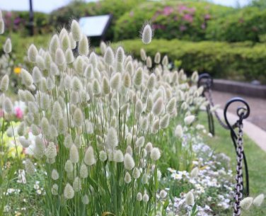 Ornamental White Bunny Tail Grass Lagurus ovatus - 40 Seeds