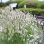Ornamental White Bunny Tail Grass Lagurus ovatus - 40 Seeds