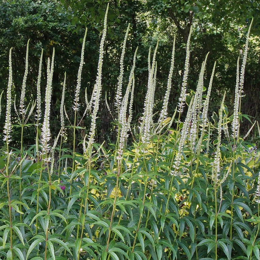 Culvers Root White Spikes Veronicastrum virginicum - 500 Seeds