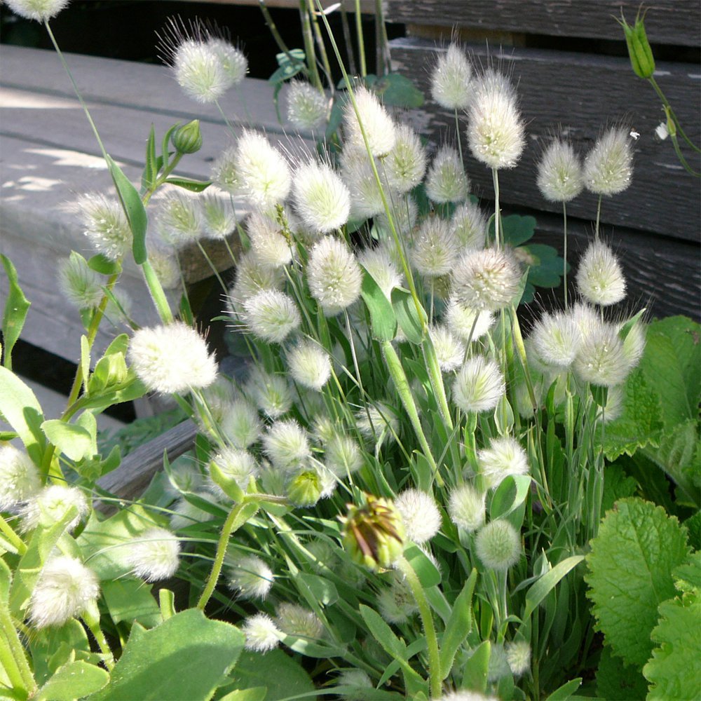 Ornamental White Bunny Tail Grass Lagurus ovatus 40 Seeds
