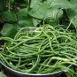 Organic Dark Green Chinese Long Bean Vigna Unguiculata Sesquipedalis - 30 Seeds