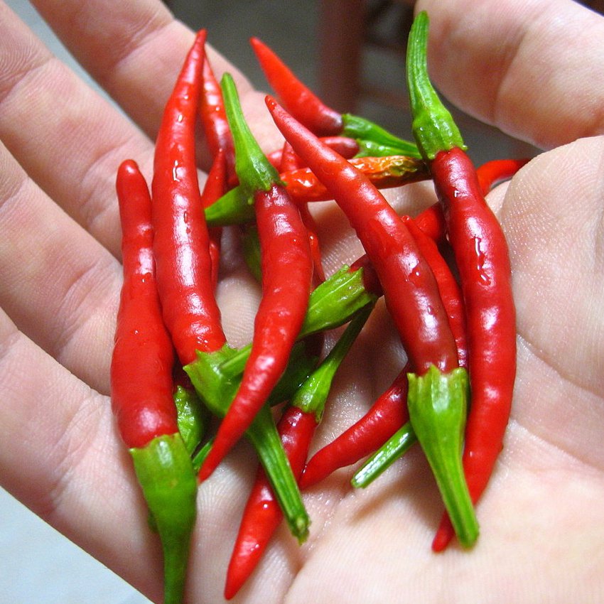 Pepper, Birds Eye Chili (Capscium annuum) - 30 Seeds