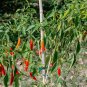 Chile de Arbol Chili Pepper Capsicum annuum - 30 Seeds